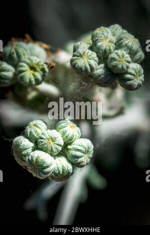 Gemme di fiori gialli selvatici, Jacobea maritima, in una mattina di primavera Foto Stock