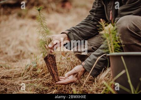 Sicuro il pianeta, uomo piantando albero giovane per un ambiente migliore dopo enormi tempeste, concetto di ecologia Foto Stock