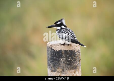 Il kingfisher pied si siede su un palo Foto Stock