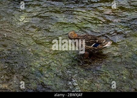 femmina mallard (Anas platyrhynchos) in stagno di acqua di sorgente Foto Stock