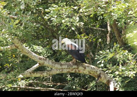 Aquila di pesce africano su un ramo di un albero Foto Stock