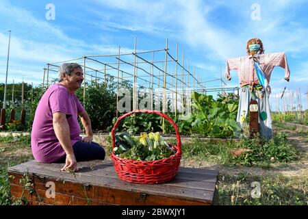 Roma 02/06/2020 i giardini urbani sono spazi verdi che possono essere coltivati spesso ai margini delle città. Non appartengono a coloro che li coltivano, ma in generale ai comuni, che li assegnano ai coltivatori non professionali che li richiedono. I beneficiari ricevono questi spazi in concessione per la produzione di fiori, frutta e verdura che serviranno alla loro conca . Spesso situato in aree periferiche, è uno strumento concreto per combattere il degrado in aree periferiche specifiche. La produzione alimentare avviene esclusivamente senza l'uso di sostanze chimiche e pesticidi e con le norme vigenti Foto Stock