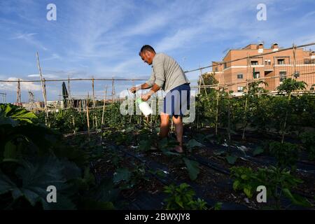 Roma 02/06/2020 i giardini urbani sono spazi verdi che possono essere coltivati spesso ai margini delle città. Non appartengono a coloro che li coltivano, ma in generale ai comuni, che li assegnano ai coltivatori non professionali che li richiedono. I beneficiari ricevono questi spazi in concessione per la produzione di fiori, frutta e verdura che serviranno alla loro conca . Spesso situato in aree periferiche, è uno strumento concreto per combattere il degrado in aree periferiche specifiche. La produzione alimentare avviene esclusivamente senza l'uso di sostanze chimiche e pesticidi e con le norme vigenti Foto Stock