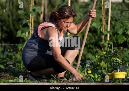 Roma 02/06/2020 i giardini urbani sono spazi verdi che possono essere coltivati spesso ai margini delle città. Non appartengono a coloro che li coltivano, ma in generale ai comuni, che li assegnano ai coltivatori non professionali che li richiedono. I beneficiari ricevono questi spazi in concessione per la produzione di fiori, frutta e verdura che serviranno alla loro conca . Spesso situato in aree periferiche, è uno strumento concreto per combattere il degrado in aree periferiche specifiche. La produzione alimentare avviene esclusivamente senza l'uso di sostanze chimiche e pesticidi e con le norme vigenti Foto Stock