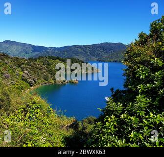 Governors Bay, Marlborough Sounds, South Island, Nuova Zelanda, Oceania. Foto Stock