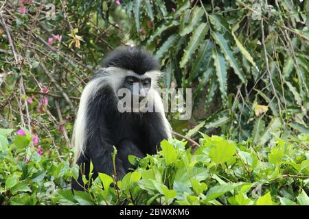 La scimmia colobus angolana mangia foglie Foto Stock