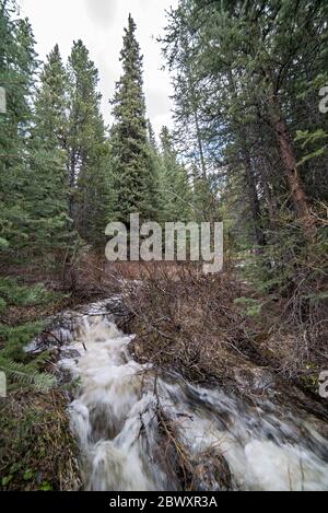 Cascate Trailside Ephemeral Creek sul Wheeler Lakes Trail vicino a Ski Cooper e Copper Mountain a Frisco, nella zona selvaggia di Eagle's Nest, Colorado Foto Stock