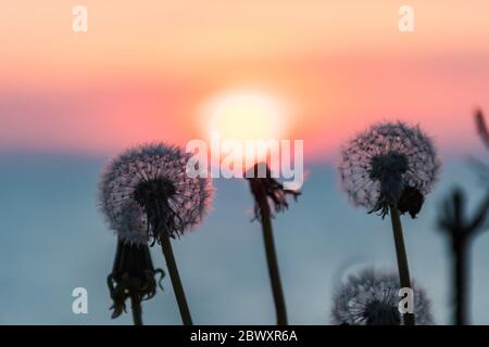 Meraviglioso tramonto o alba sul mare, con sfondo cielo sfocato e sole al centro di una silhouette di fiori, tramonto nella natura o sfondo dell'alba Foto Stock