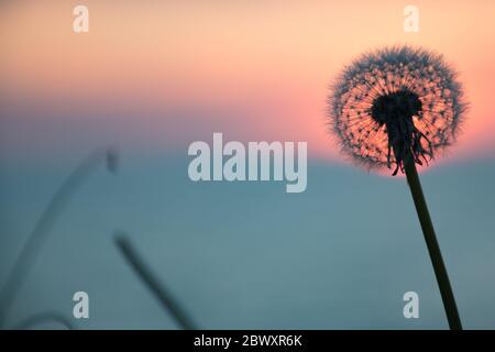 Meraviglioso tramonto o alba sul mare, con sfondo cielo sfocato e sole al centro di una silhouette di fiori, tramonto nella natura o sfondo dell'alba Foto Stock