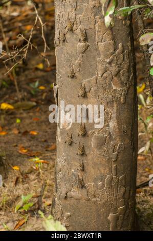 Pipistrelli dal naso lungo che riposano sul tronco di un albero lungo il fiume Maranon nel bacino peruviano del Rio delle Amazzoni vicino a Iquitos. Foto Stock
