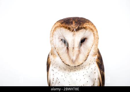 Foto di un gufo in fotografia macro, alta risoluzione owl cub foto. Il gufo di Torri (Tyto furcata o Tyto alba), noto anche come chiesa owl, cattolica Foto Stock