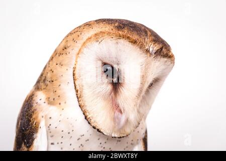 Foto di un gufo in fotografia macro, alta risoluzione owl cub foto. Il gufo di Torri (Tyto furcata o Tyto alba), noto anche come chiesa owl, cattolica Foto Stock