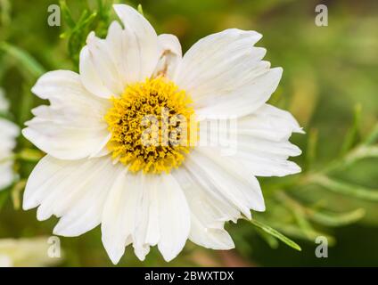 Una ripresa macro di un cosmo xanthos bloom. Foto Stock