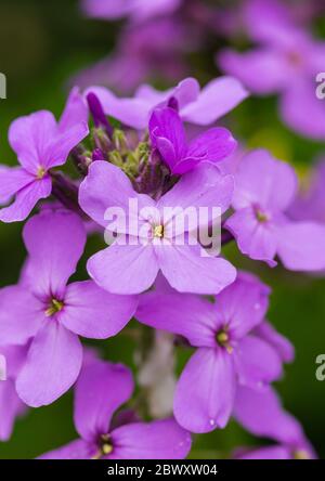 Un macro shot di alcuni fiori di razzo di dame colorati di lilla. Foto Stock