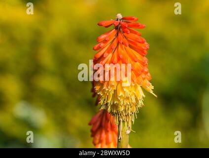 Un macro shot del fiore arancione punta di una pianta rossa di poker caldo. Foto Stock