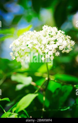 Primo piano fresco ramo naturale di cespuglio di sambuco in fiore su uno sfondo sfocato di colori verde e blu in una giornata estiva di sole. Foto Stock