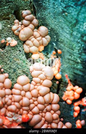 Funghi di legneouse naturali organici freschi in crescita su un albero abbaio di sfondo in un parco o giardino in primavera o estate. Foto Stock