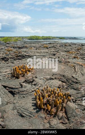 Cactus lavici che crescono su rocce laviche sull'isola di Fernandina, nelle isole Galapagos, Ecuador. Foto Stock