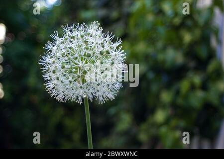 Allium stitatum: Fiore bianco e verde di forma sperica. Pianta di Snowball davanti a sfondo verde sfocato Foto Stock