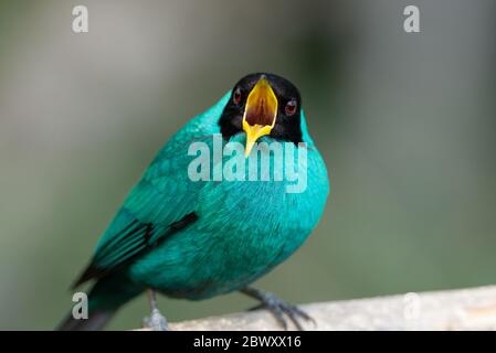 Un superriduttore verde Honeysuperriduttore (Chlorophanes spiza) maschio dalla foresta pluviale atlantica del Brasile se Foto Stock