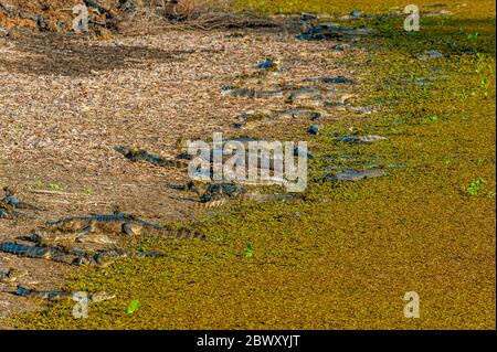 Yacare caimans (Caiman yacare) una banca fluviale al ranch Caiman nel Pantanal meridionale, provincia del Brasile di Mato Grosso. Foto Stock