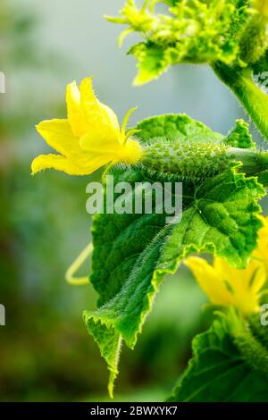 piccoli cetrioli freschi con fiori gialli in giardino Foto Stock