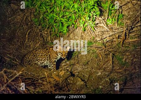 Un Ocelot (Leopardus, pardalis) sta cacciando di notte al Ranch di San Francisco nel Pantanal meridionale, provincia brasiliana di Mato Grosso. Foto Stock