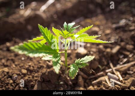 Pianta giovane di canapa di cannabis che cresce dallo sporco che si muove nel vento con il sole che splende. Movimento lento, movimento di inclinazione Foto Stock