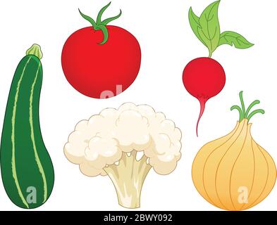 Set di verdure: Zucchine, pomodoro, rafano, cipolla e cavolfiore Illustrazione Vettoriale