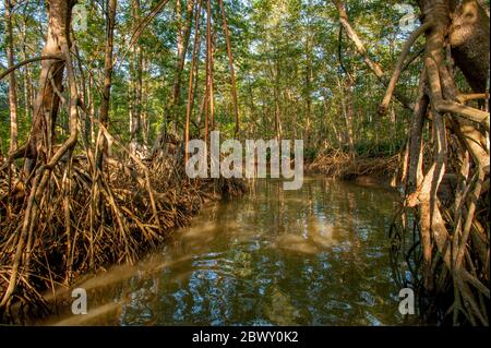 Una foresta di mangrovie lungo il fiume Tarcoles, chiamato anche il fiume Grande de Tarcoles o il fiume R. Foto Stock