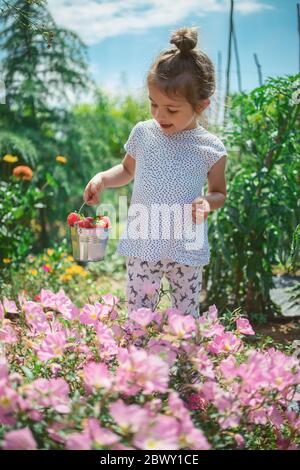 Bambina che raccoglie lamponi in un campo agricolo. Capretto che gode frutta e verdura biologiche. Foto Stock