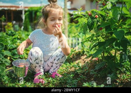 Bambina che raccoglie lamponi in un campo agricolo. Capretto che gode il gusto della frutta organica. Foto Stock