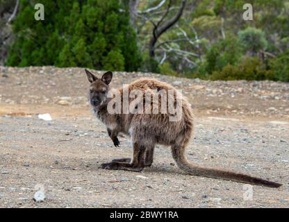 Wallaby sulla pista sterrata Mount Field National Park Tasmania Australia Foto Stock