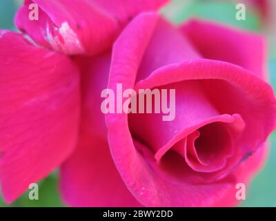 Un unico germoglio rosa scuro di 'Etoile de Hollande', un vigoroso scalatore, che si apre in due rose, rosso cremisi, profumate. Foto Stock