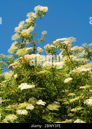 Teste di fiori bianchi e frosi di anziano, Sambucus nigra, contro un cielo blu di maggio sopra un gerosco britannico Foto Stock