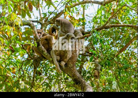 Le scimmie dei muriqui settentrionali (Brachyteles hypossanthus) sono una specie in via di estinzione (scimmia ragno gullato), qui nella foresta pluviale atlantica del Caratinga Foto Stock