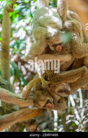 Le scimmie dei muriqui settentrionali (Brachyteles hypossanthus) sono una specie in via di estinzione (scimmia ragno gullato), qui nella foresta pluviale atlantica del Caratinga Foto Stock