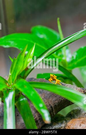 La rana dorata panamense (Atelopus zeteki), conosciuta anche come Cerro Campana toad stoppia piede, una specie criticamente minacciata, qui in cattività al El Foto Stock