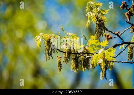 Catkins di quercia in primavera Foto Stock