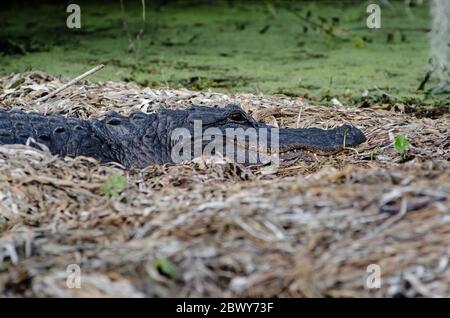 Un profilo di alligatore ravvicinato lungo il fiume Silver nel Silver Springs state Park, Florida, USA Foto Stock