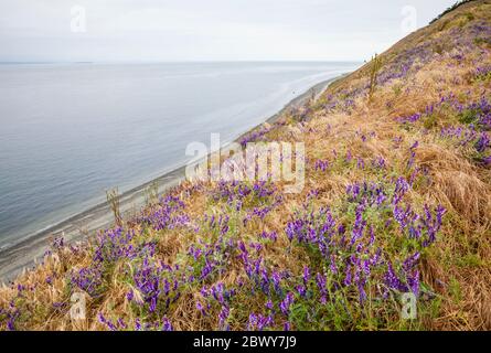 Fiori selvatici su Ebeys Bluff sopra lo stretto di Juan de Fuca, Ebey's Landing National Historical Reserve, Whidbey Island, Washington, USA. Foto Stock