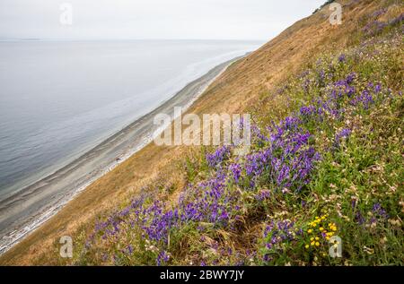 Fiori selvatici su Ebeys Bluff sopra lo stretto di Juan de Fuca, Ebey's Landing National Historical Reserve, Whidbey Island, Washington, USA. Foto Stock