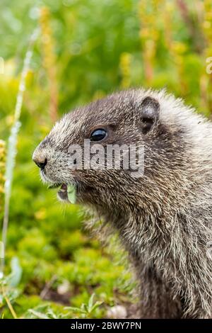 colpo verticale di marmotta che si mungono su foglie fresche dal prato in estate Foto Stock