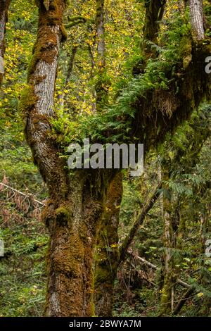 muschio e felci spessi che crescono su alberi nella foresta Foto Stock