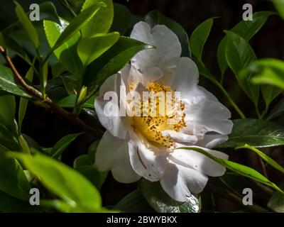 camelia bianca rosa pallido che fiorisce su un albero verde con foglie spesse a washington Foto Stock