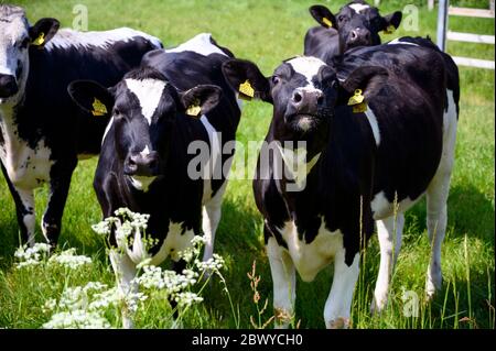 Un gruppo di grandi vitelli di mucca bianchi e neri Foto Stock