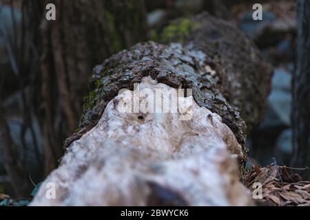 Primo piano di tronco di albero caduto in boschi. Corteccia di tessitura Foto Stock