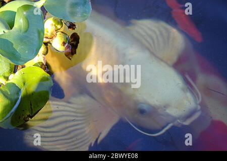 pesci colorati di oro, arancio, rosso, bianco e nero koi in uno stagno che nuotano sotto una superficie verde frondosa Foto Stock