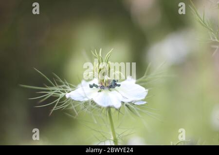 Rosa damasca bianca, testa di fiore, nigella damascena, isolato prima di sfondo sfocato Foto Stock