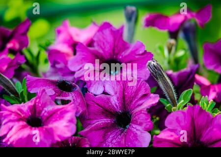 Petunia è un genere di 20 specie di piante da fiore di origine sudamericana. Foto Stock